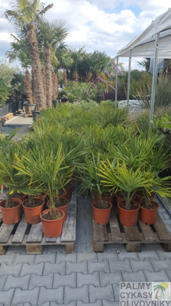 PALMA TRACHYCARPUS FORTUNEI - autentické foto