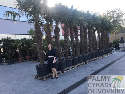 Trachycarpus fortunei - exotická záhrada Bánovce nad Bebravou výška 300cm plus