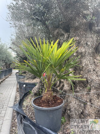 Trachycarpus Fortunei kmň 10-20cm, 70-90cm výška