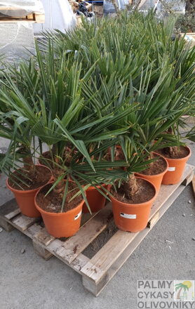 PALMA TRACHYCARPUS FORTUNEI - autentické foto