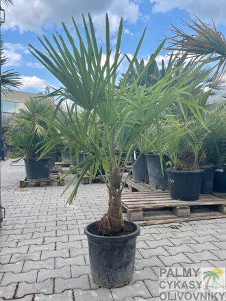 Trachycarpus Fortunei kmeň 20-30cm, 110-130cm výška