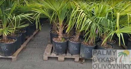 Trachycarpus Fortunei kmeň 30-40cm, 130-160cm výška IT