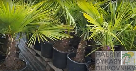 Trachycarpus Fortunei kmeň 30-50cm, 130-170cm výška IT