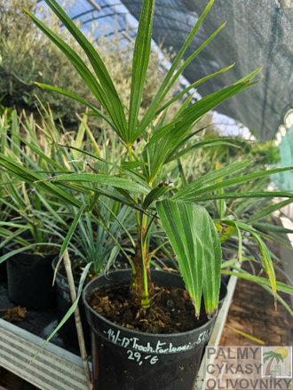 Trachycarpus Fortunei semenáč 5Lt.