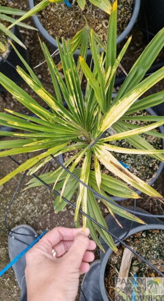 Trachycarpus Fortunei variegata  panašovaný 50-80cm jednokmeň 10Lt.