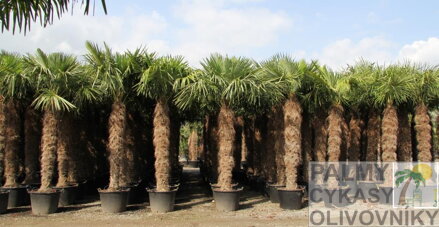 Trachycarpus Fortunei - farma
