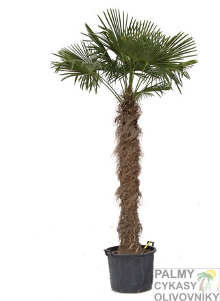 Trachycarpus Fortunei kmeň 160-180cm, 320-360cm výška