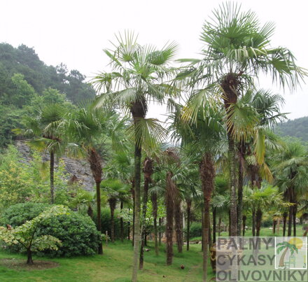 Trachycarpus Fortunei - v optimálnom domácom prostredí