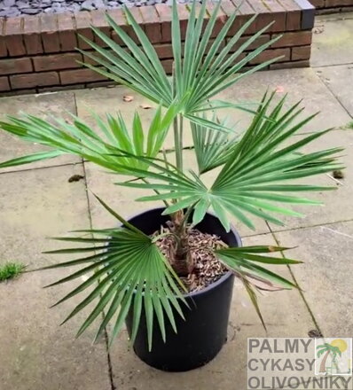 Trachycarpus Nova x Princeps - 10ks semien