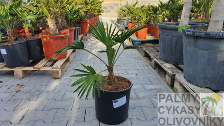 Trachycarpus wagnerianus 50 -75cm