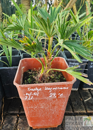 Trachycarpus wagnerianus semenáč 7Lt.