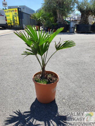 Trachycarpus wagnerianus 60 - 80cm