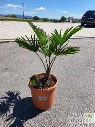 TRACHYCARPUS WAGNERIANUS 60 - 80 cm