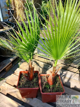 Washingtonia Filifera - výška 70-120cm