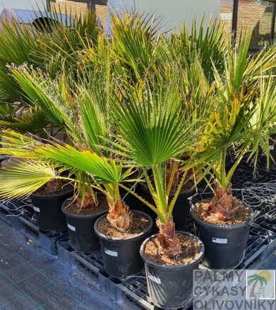 Washingtonia Filifera - 10ks semien