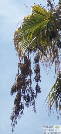 Washingtonia robusta - plody