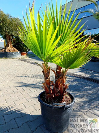 Washingtonia Robusta multikmeň 100-120cm