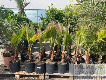 Washingtonia Robusta 100-150cm AKCIA ES -KORONA !!!