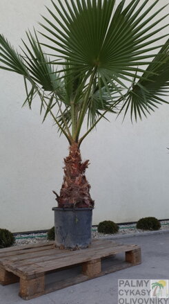 PALMA WASHINGTONIA ROBUSTA 180-220cm