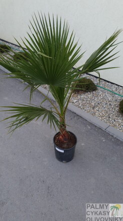 PALMA WASHINGTONIA ROBUSTA 120-160cm