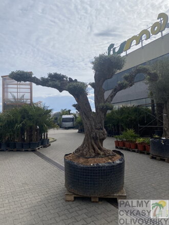 Olivovník európsky PON PON