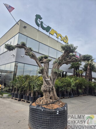 Olivovník európsky PON PON