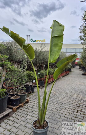 Ravenala Madagascariensis