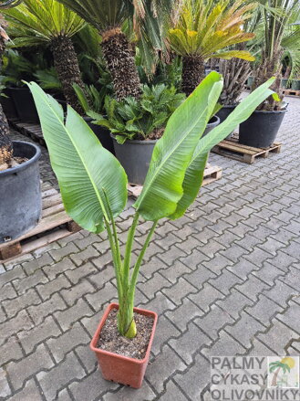 Ravenala Madagascariensis výška 130-200 cm 3Lt.