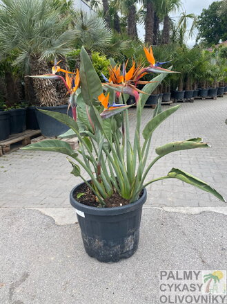 Strelitzia Reginae