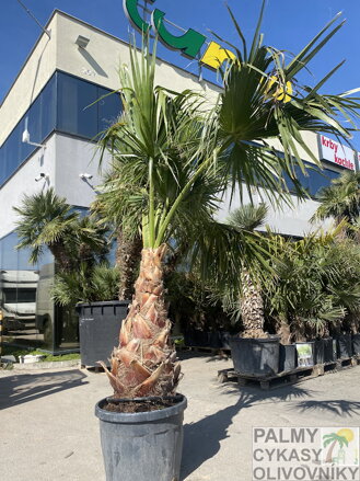 Washingtonia Robusta 60-70cm