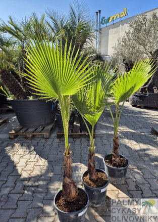 Washingtonia Robusta 120 - 140 cm