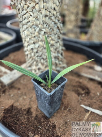 Sabal Minor semenáč 2Lt