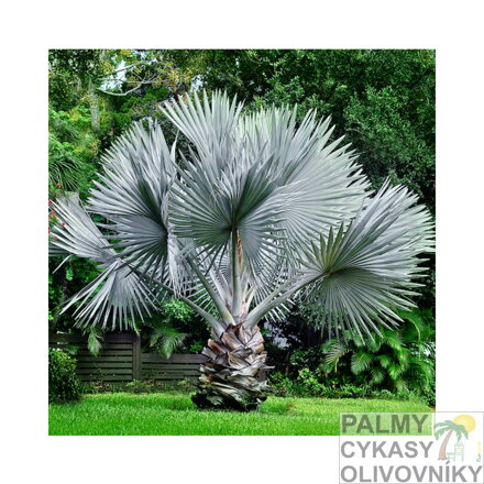 Bismarckia Nobilis  silver- 10ks semien