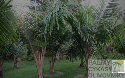 Dypsis bejofo - 10ks semien