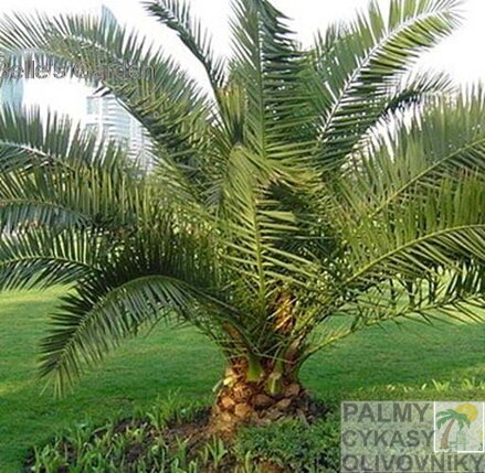 Phoenix Canariensis - 10ks semien