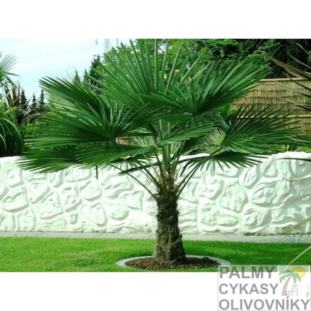 Trachycarpus Fortunei - 10ks semien