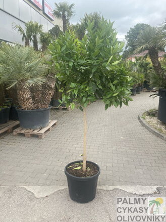 Citrus sinensis Washington navel - pomarančovník 45L
