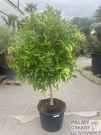 Citrus sinensis - pomarančovník 70L