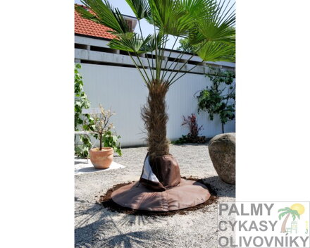 Detail ochrany koreňov rastlín 3
