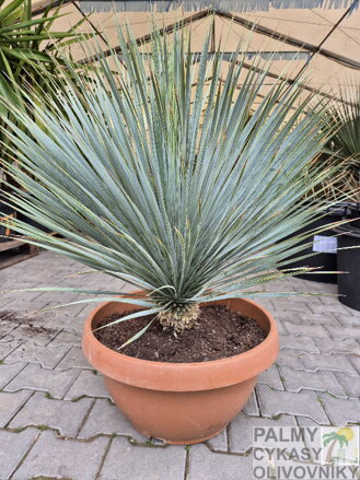 Yucca Rostrata  výška 80-100cm