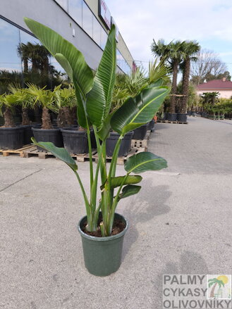 Strelitzia Nicolai - výška 125 -150 cm 