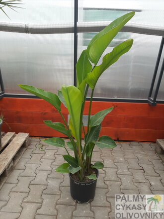 Strelitzia Nicolai  - výška 80-100 cm