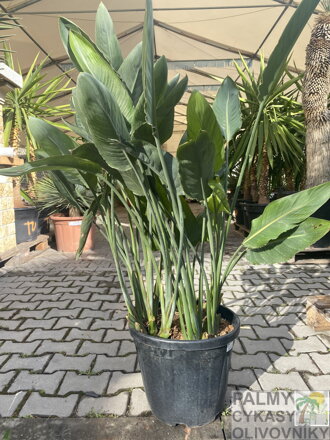 Strelitzia Reginae - strelícia kráľovská 100-120cm