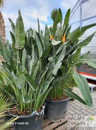 Strelitzia Reginae - strelícia kráľovská 140-180cm 120L