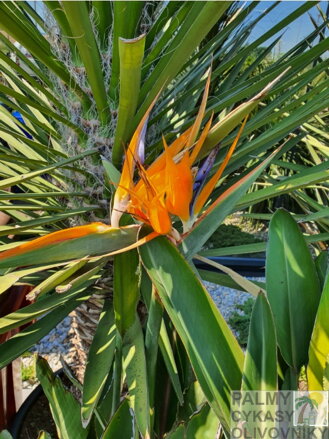 STRELITZIA REGINAE - autentické foto kvetu z exotickej záhrady TUMA