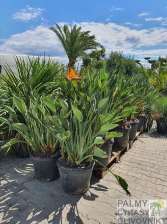 STRELITZIA REGINAE - autentické foto z exotickej záhrady TUMA
