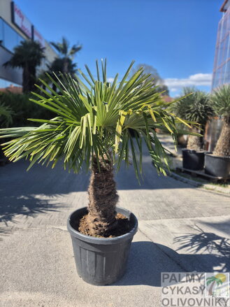 Trachycarpus Fortunei Galícia Lugo výška 160-180 cm kmeň 80cm