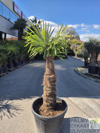 Trachycarpus Fortunei Galícia Lugo hrubé kmene výška 170-190 cm kmeň 90 cm