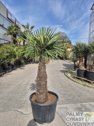Trachycarpus Fortunei Galícia Lugo hrubé kmene výška 180-200 cm kmeň 105 cm