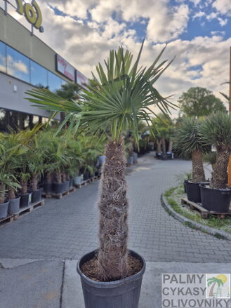Trachycarpus Fortunei Galícia Lugo hrubé kmene výška 210-230 cm kmeň 120 cm 
